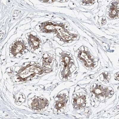 Immunohistochemistry-Paraffin: LACE1 Antibody [NBP1-89216] - Staining of human breast shows distinct cytoplasmic positivity in glandular cells.