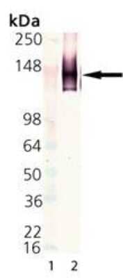 Western Blot: LAG-3 Antibody (17B4) [NBP1-97657] - Lane 1: MW marker.  Lane 2: LAG-3 (human):Fc (human).