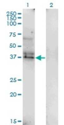 Western Blot: LAIR1 Antibody (2G4) [H00003903-M01] - Analysis of LAIR1 expression in transfected 293T cell line by LAIR1 monoclonal antibody (M01), clone 2G4.Lane 1: LAIR1 transfected lysate(31.4 KDa).Lane 2: Non-transfected lysate.