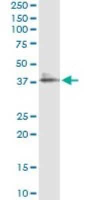 Immunoprecipitation: LAIR1 Antibody (3B2) [H00003903-M09] - Analysis of LAIR1 transfected lysate using anti-LAIR1 monoclonal antibody and Protein A Magnetic Bead, and immunoblotted with LAIR1 rabbit polyclonal antibody.