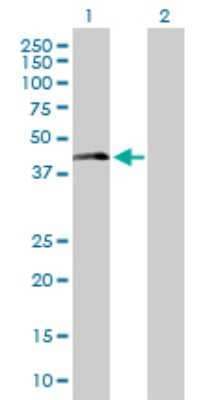 Western Blot: LAIR1 Antibody [H00003903-B01P] - Analysis of LAIR1 expression in transfected 293T cell line by LAIR1 polyclonal antibody.  Lane 1: LAIR1 transfected lysate(31.68 KDa). Lane 2: Non-transfected lysate.