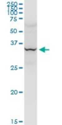 Western Blot: LAIR1 Antibody [H00003903-D01P] - Analysis of LAIR1 expression in human liver.