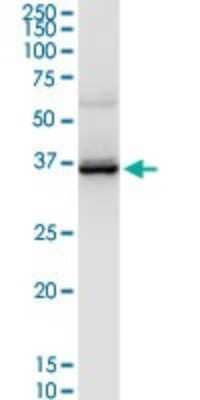 Western Blot: LAIR1 Antibody [H00003903-D01P] - Analysis of LAIR1 expression in mouse liver.