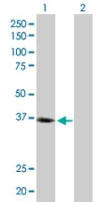 Western Blot: LAIR1 Antibody [H00003903-D01P] - Analysis of LAIR1 expression in transfected 293T cell line by LAIR1 polyclonal antibody.Lane 1: LAIR1 transfected lysate(31.68 KDa).Lane 2: Non-transfected lysate.