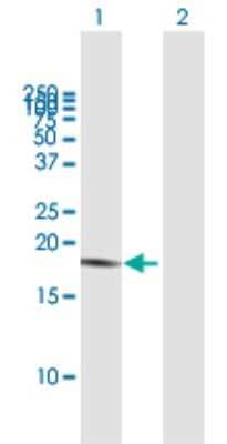 Western Blot: LAIR2 Antibody [H00003904-B01P] - Analysis of LAIR2 expression in transfected 293T cell line by LAIR2 polyclonal antibody.  Lane 1: LAIR2 transfected lysate(16.72 KDa). Lane 2: Non-transfected lysate.