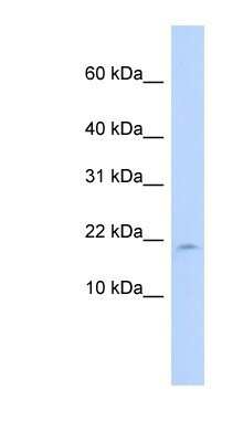 Western Blot LAIR2 Antibody - BSA Free