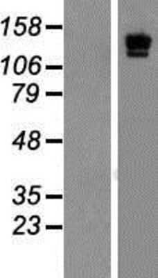 Western Blot: LAMC2 Overexpression Lysate (Adult Normal) [NBP2-06766] Left-Empty vector transfected control cell lysate (HEK293 cell lysate); Right -Over-expression Lysate for LAMC2.