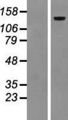 Western Blot: LAMC2 Overexpression Lysate (Adult Normal) [NBP2-07734] Left-Empty vector transfected control cell lysate (HEK293 cell lysate); Right -Over-expression Lysate for LAMC2.