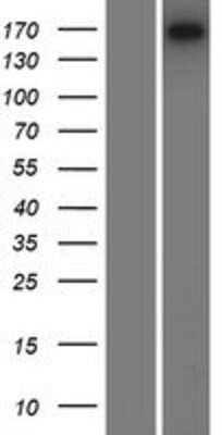 Western Blot: LAMC3 Overexpression Lysate (Adult Normal) [NBP2-07673] Left-Empty vector transfected control cell lysate (HEK293 cell lysate); Right -Over-expression Lysate for LAMC3.