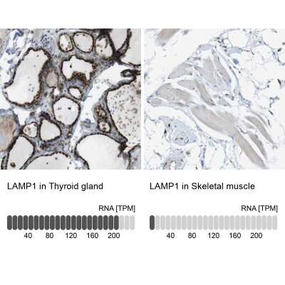 Immunohistochemistry-Paraffin: LAMP-1/CD107a Antibody [NBP1-86557] - Staining in human thyroid gland and skeletal muscle tissues using anti-LAMP1 antibody. Corresponding LAMP1 RNA-seq data are presented for the same tissues.