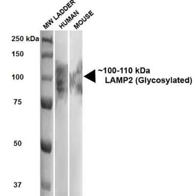 Western Blot: LAMP-2/CD107b Antibody (GL2A7) [NB110-11470] - Western Blot analysis of Human, Mouse HEK293 and 3T3NIH cell lysates showing detection of ~100-110 kDa LAMP-2/CD107b protein using Rat Anti-LAMP-2/CD107b Monoclonal Antibody, Clone GL2A7 (NB110-11470). Lane 1: MW ladder. Lane 2: Human HEK293 lysate (20 ug). Lane 3: Mouse 3T3NIH lysate (10 ug). Block: 5% milk + TBST for 1 hour at RT. Primary Antibody: Rat Anti-LAMP-2/CD107b Monoclonal Antibody (NB110-11470) at 1:500 for 1 hour at RT. Secondary Antibody: HRP Goat Anti-Rat at 1:100 for 1 hour at RT. Color Development: TMB solution for 5 min at RT. Predicted/Observed Size: ~100-110 kDa.
