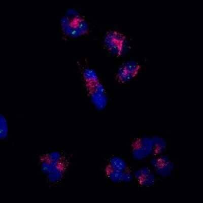 Immunocytochemistry/Immunofluorescence: LAMP-2/CD107b Antibody (H4B4) - Azide and BSA Free [NBP2-80825] - T98G glioblastoma cells grown on #1.5 coverglass stained with a conjugated LAMP-2/CD107b (H4B4)AF647 antibody, counterstained with DAPI. Cathepsin D (green) staining also visible. This image was submitted via customer Review. Image using the Alexa Fluor 647 form of this antibody.