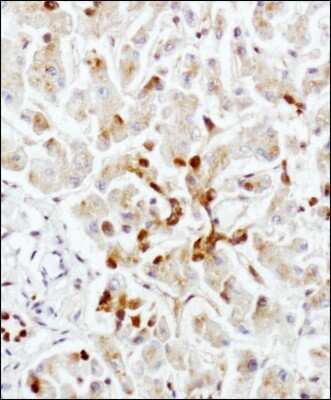 Immunohistochemistry: LAMP-2/CD107b Antibody (H4B4) - Azide and BSA Free [NBP2-80825] - Staining of LAMP-2/CD107b in human liver using DAB with hematoxylin counterstain. Image from the standard format of this antibody.