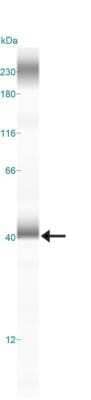 Simple Western: LAMP-2/CD107b Antibody (H4B4) - Azide and BSA Free [NBP2-80825] - Lane view shows a specific band for LAMP-2/CD107b in 1.0 mg/ml of HeLa lysate. This experiment was performed under reducing conditions using the 12-230 kDa separation system. Image from the standard format of this antibody.