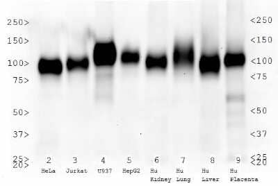 Western Blot: LAMP-2/CD107b Antibody (H4B4) - Azide and BSA Free [NBP2-80825] - Analysis of LAMP-2/CD107b expression in Whole Cell Lysates: 2) HeLa, 3) Jurkat, 4) U937, 5) HepG2, Tissue Extracts: 6) Human kidney, 7) Human lung, 8) Human liver, and 9) Human placenta. Image from the standard format of this antibody.