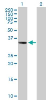 Western Blot: LAMP Antibody [H00004045-B01P] - Analysis of LSAMP expression in transfected 293T cell line by LSAMP polyclonal antibody.  Lane 1: LSAMP transfected lysate(37.29 KDa). Lane 2: Non-transfected lysate.