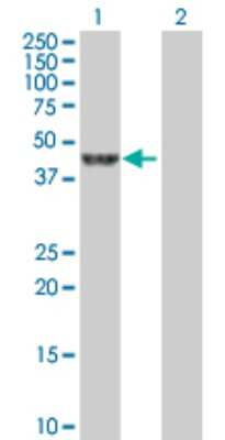 Western Blot: LANCL2 Antibody [H00055915-B01P] - Analysis of LANCL2 expression in transfected 293T cell line by LANCL2 polyclonal antibody.  Lane 1: LANCL2 transfected lysate(49.5 KDa). Lane 2: Non-transfected lysate.