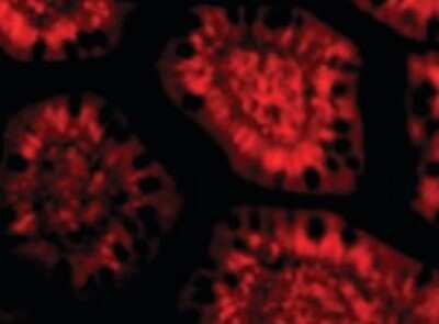 Immunofluorescence: LANPL Antibody [NBP1-03111] - Immunofluorescence of LANPL in Human Small Intestine cells with LANPL antibody at 10 ug/ml.