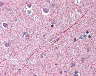 Immunohistochemistry-Paraffin: LANPL Antibody [NBP1-03111] - Staining of human brain, cortex. Immunohistochemistry of formalin-fixed, paraffin-embedded tissue after heat-induced antigen retrieval. Antibody concentration 5 ug/ml.
