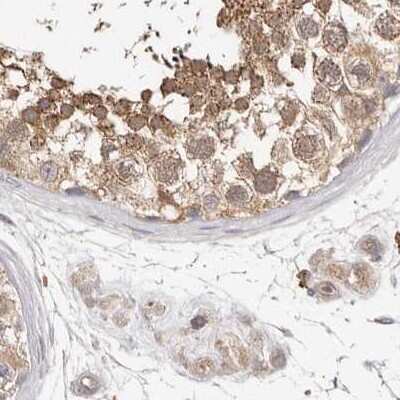 Immunohistochemistry-Paraffin: LAP3 Antibody [NBP1-82847] - Staining of human testis.