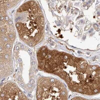 Immunohistochemistry-Paraffin: LAP3 Antibody [NBP1-82847] - Staining of human kidney.