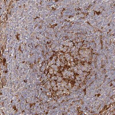 Immunohistochemistry-Paraffin: LAP3 Antibody [NBP1-82848] - Staining of human lymph node shows high expression.