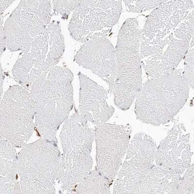 Immunohistochemistry-Paraffin: LAP3 Antibody [NBP1-82848] - Staining of human skeletal muscle shows low expression as expected.