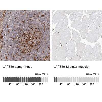 <b>Orthogonal Strategies Validation. </b>Immunohistochemistry-Paraffin: LAP3 Antibody [NBP1-82848] - Staining in human lymph node and skeletal muscle tissues using anti-LAP3 antibody. Corresponding LAP3 RNA-seq data are presented for the same tissues.