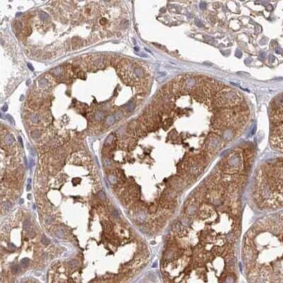 <b>Independent Antibodies Validation. </b>Immunohistochemistry-Paraffin: LAP3 Antibody [NBP1-82848] - Staining of human kidney.