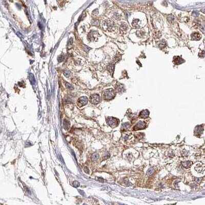 Immunohistochemistry-Paraffin: LAP3 Antibody [NBP1-82848] - Staining of human testis.