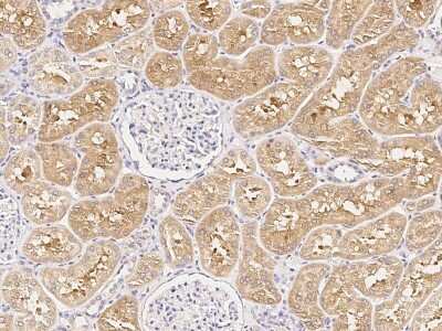 Immunohistochemistry-Paraffin: LAP3 Antibody [NBP2-97066] - Immunochemical staining of human LAP3 in human kidney with rabbit polyclonal antibody (1:20000, formalin-fixed paraffin embedded sections).