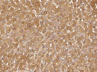 Immunohistochemistry-Paraffin: LAP3 Antibody [NBP2-97066] - Immunochemical staining of human LAP3 in human liver with rabbit polyclonal antibody (1:20000, formalin-fixed paraffin embedded sections).