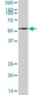 Western Blot: LAP3 Antibody [H00051056-B01P] - Analysis of LAP3 expression in human pancreas.