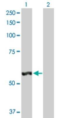 Western Blot: LAP3 Antibody [H00051056-D01P] - Analysis of LAP3 expression in transfected 293T cell line by LAP3 polyclonal antibody.Lane 1: LAP3 transfected lysate(56.20 KDa).Lane 2: Non-transfected lysate.