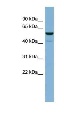 Western Blot: LAP3 Antibody [NBP1-53152] - Human Heart lysate, concentration 0.2-1 ug/ml.