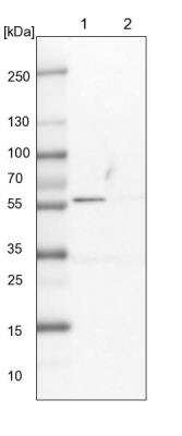 Western Blot: LAP3 Antibody [NBP1-82848] - Lane 1: NIH-3T3 cell lysate (Mouse embryonic fibroblast cells). Lane 2: NBT-II cell lysate (Rat Wistar bladder tumor cells).