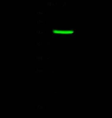 Western Blot: LAP3 Antibody [NBP2-97066] - Anti-LAP3 rabbit polyclonal antibody at 1:500 dilution. Lane A: HepG2 Whole Cell Lysate. Lysates/proteins at 30 ug per lane. Secondary Goat Anti- Rabbit IgG H&L (Dylight 800) at 1/10000 dilution. Developed using the Odyssey technique. Performed under reducing conditions. Predicted band size: 56 kDa. Observed band size: 55 kDa