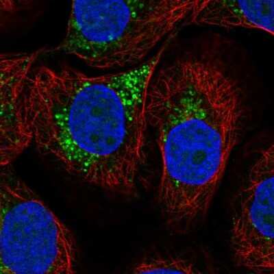 Immunocytochemistry/ Immunofluorescence LAPTM4A Antibody - BSA Free