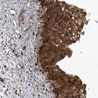 Immunohistochemistry-Paraffin LAPTM4A Antibody - BSA Free