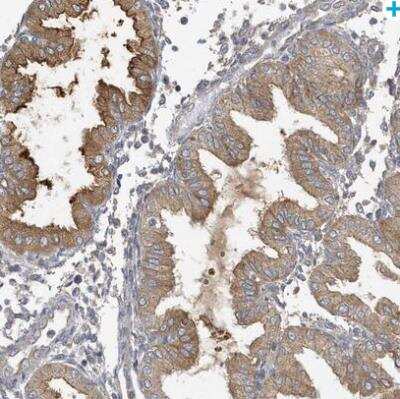 Immunohistochemistry-Paraffin LAPTM4A Antibody - BSA Free