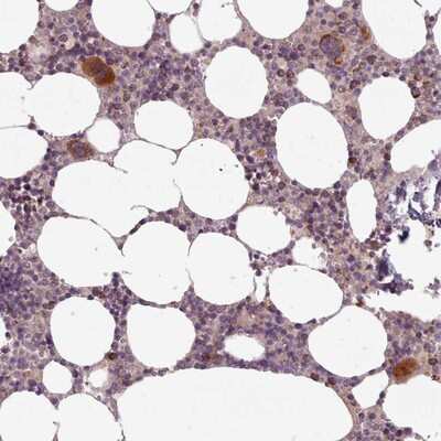 Immunohistochemistry-Paraffin LAPTM5 Antibody - BSA Free