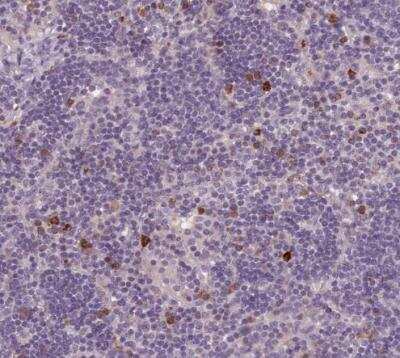 Immunohistochemistry-Paraffin LAPTM5 Antibody - BSA Free