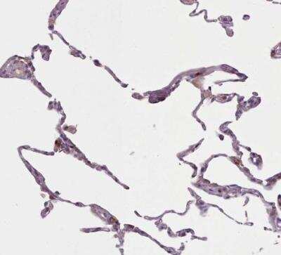 Immunohistochemistry-Paraffin LAPTM5 Antibody - BSA Free