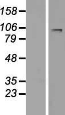 Western Blot: LARGE Overexpression Lysate (Adult Normal) [NBP2-07833] Left-Empty vector transfected control cell lysate (HEK293 cell lysate); Right -Over-expression Lysate for LARGE.