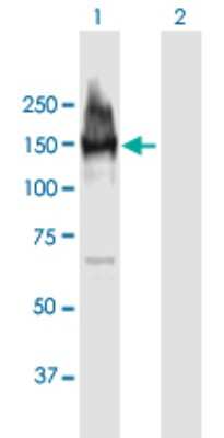 Western Blot: LARP1 Antibody [H00023367-B01P] - Analysis of LARP1 expression in transfected 293T cell line by LARP1 polyclonal antibody.  Lane 1: LARP1 transfected lysate(112.09 KDa). Lane 2: Non-transfected lysate.