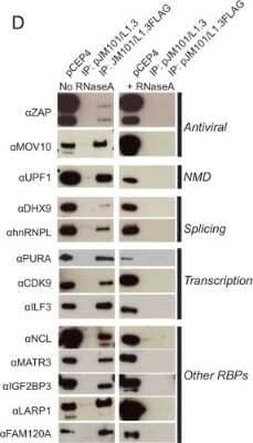 Western Blot LARP1 Antibody