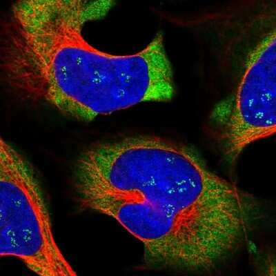Immunocytochemistry/ Immunofluorescence LARP4 Antibody - BSA Free