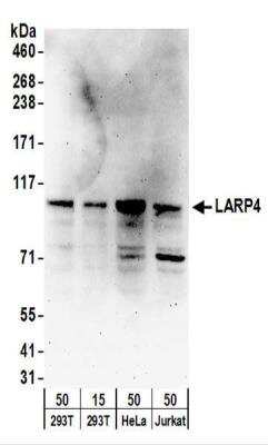 Western Blot: LARP4 Antibody [NBP2-22253] - Whole cell lysate from 293T (15 and 50 ug), HeLa (50 ug), and Jurkat (50 ug) cells.  NBP2-22253  used for WB at 0.4 ug/ml.  Detection: Chemiluminescence with an exposure time of 3 minutes.