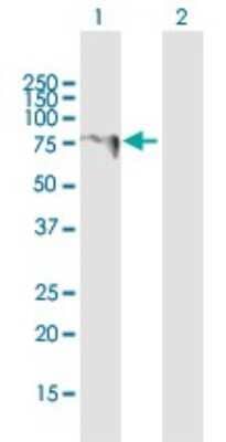 Western Blot: LARP6 Antibody [H00055323-B01P] - Analysis of LARP6 expression in transfected 293T cell line by LARP6 polyclonal antibody.  Lane 1: LARP6 transfected lysate(54.01 KDa). Lane 2: Non-transfected lysate.