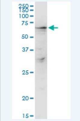Western Blot: LARP6 Antibody [H00055323-D01] - LARP6 MaxPab rabbit polyclonal antibody. Western Blot analysis of LARP6 expression in rat brain.